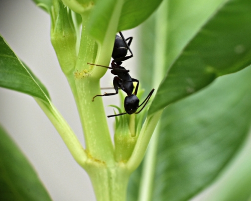 Como espantar formigas do jardim